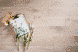 Паркетна дошка Англійська ялинка Herringbone Дуб Акварельний Білий